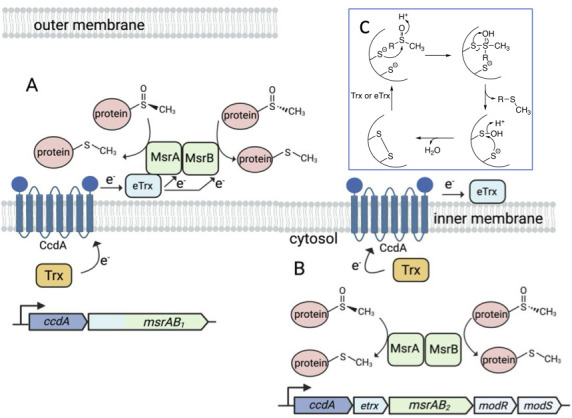 <i>Fusobacterium nucleatum</i>: strategies for adapting to aerobic stress.