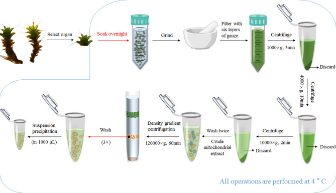 Establishment of a low-temperature immersion method for extracting high-activity and high-purity mitochondria from Syntrichia caninervis Mitt.