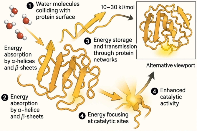 Dynamic energy conversion in protein catalysis: From brownian motion to enzymatic function.