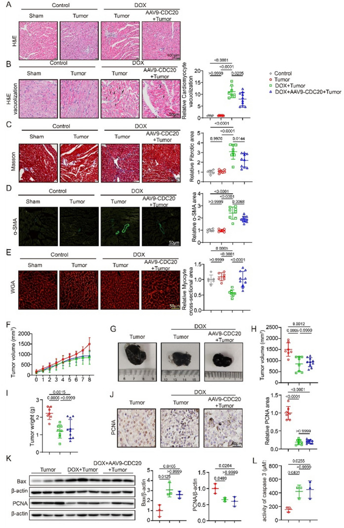 Correction: CDC20 protects the heart from doxorubicin-induced cardiotoxicity by modulating CCDC69 degradation.