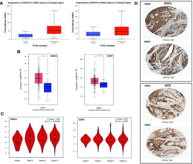 Illuminating the role of VEGFA and EGFR in head and neck squamous cell carcinoma through the multi-omics data integration.
