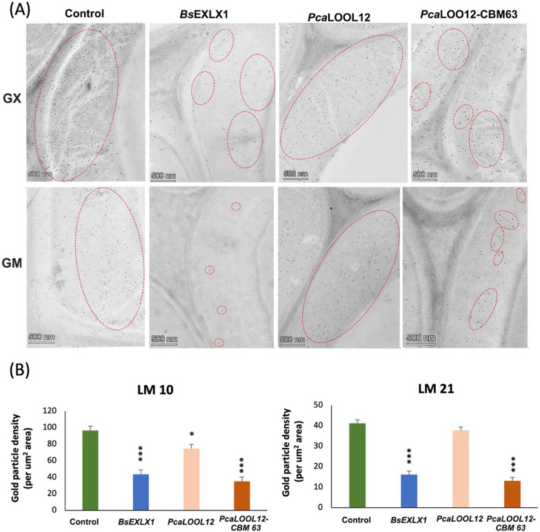 Carbohydrate-binding domain CBM63 of microbial expansin-like BsEXLX1 facilitates the adsorption of expansin-related proteins to hemicelluloses in plant secondary cell walls