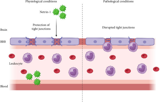 Netrin-1: Dual Roles in Neuroinflammation and Neurodegenerative Disease Dynamics.