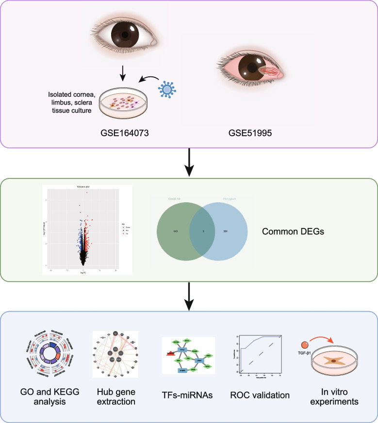 Insight into the shared pathogenic link between COVID-19 and pterygium: a systematic bioinformatics analysis with experimental validation.