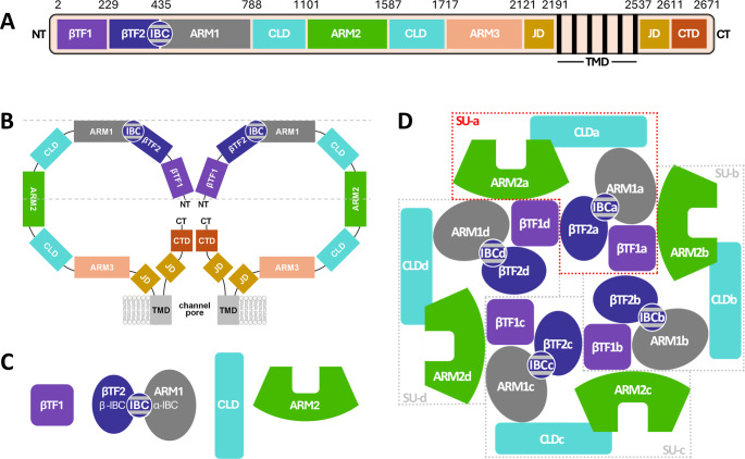 From IP3RPEP6 Inhibition of IP<sub>3</sub> receptor channels to insights: do channel subunits collaborate or cooperate?