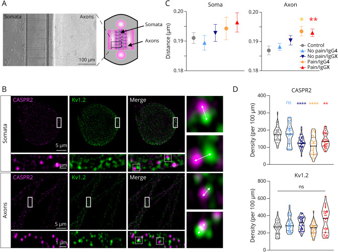 Neuropathic Pain and Distinct CASPR2 Autoantibody IgG Subclasses Drive Neuronal Hyperexcitability.