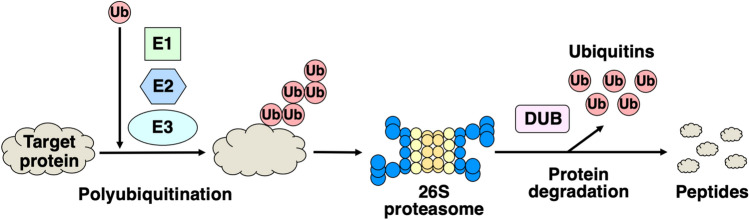 Natural products that target p53 for cancer therapy.