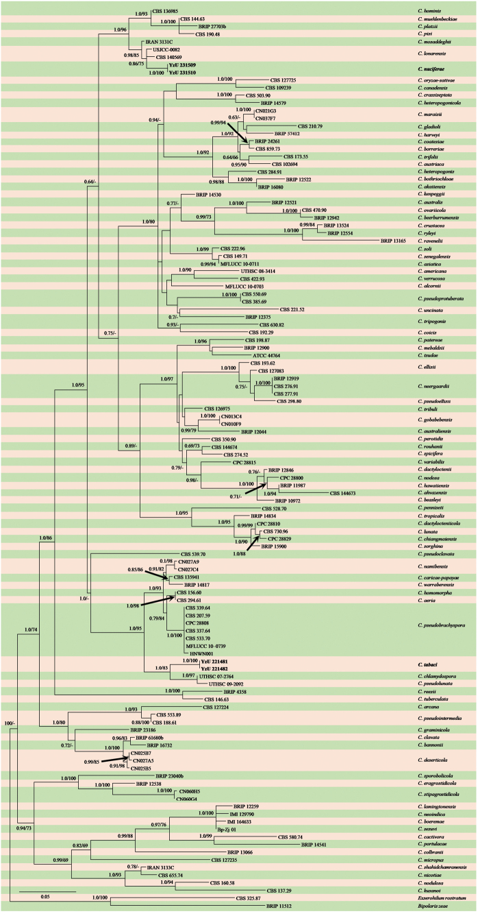 ﻿Morphological and phylogenetic analyses reveal two novel species of <i>Curvularia</i> (Pleosporales, Pleosporaceae) from southern China.