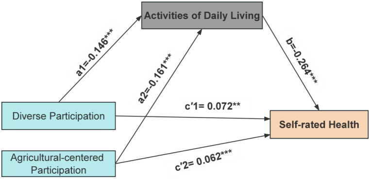Patterns of social participation among older adults and their association with self-rated health: the mediating role of activities of daily living.