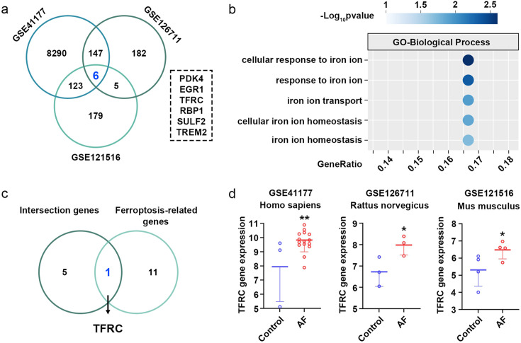 Transferrin receptor knockdown attenuates atrial fibrillation by inhibiting cardiomyocyte ferroptosis and atrial fibrosis.