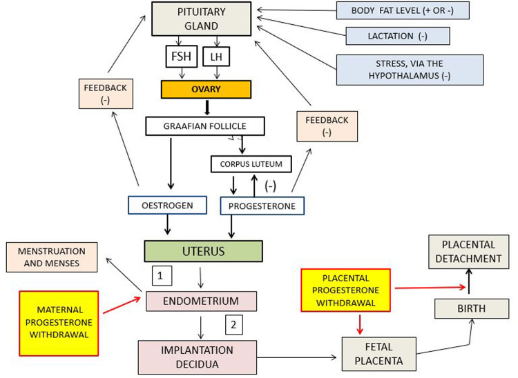 Examination of the proposed relationships between cyclic menstruation and human reproduction.