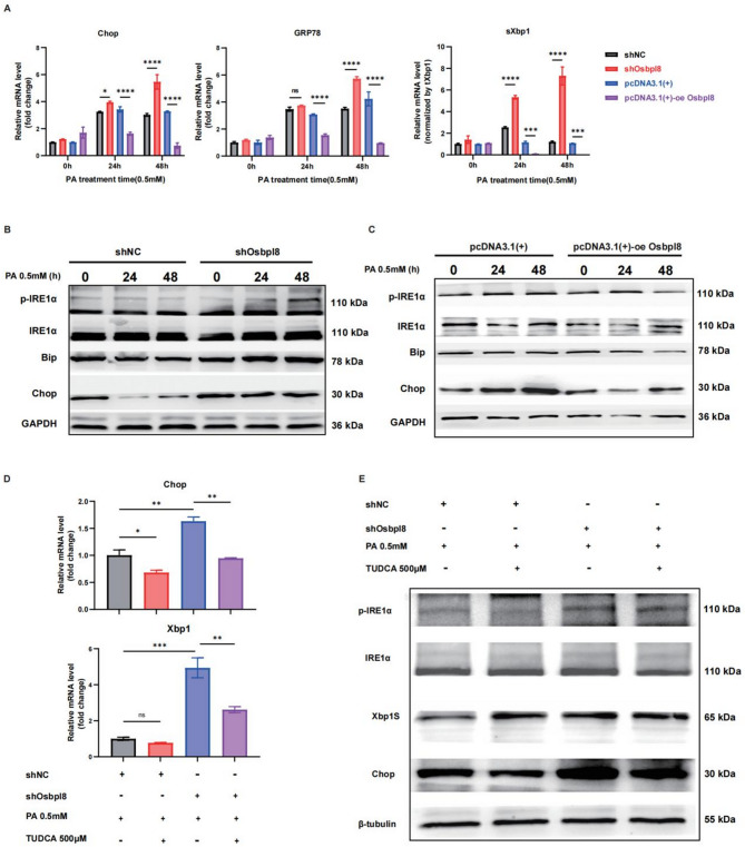 Correction: BMDM-derived ORP8 suppresses lipotoxicity and inflammation by relieving Endoplasmic reticulum stress in mice with MASH.