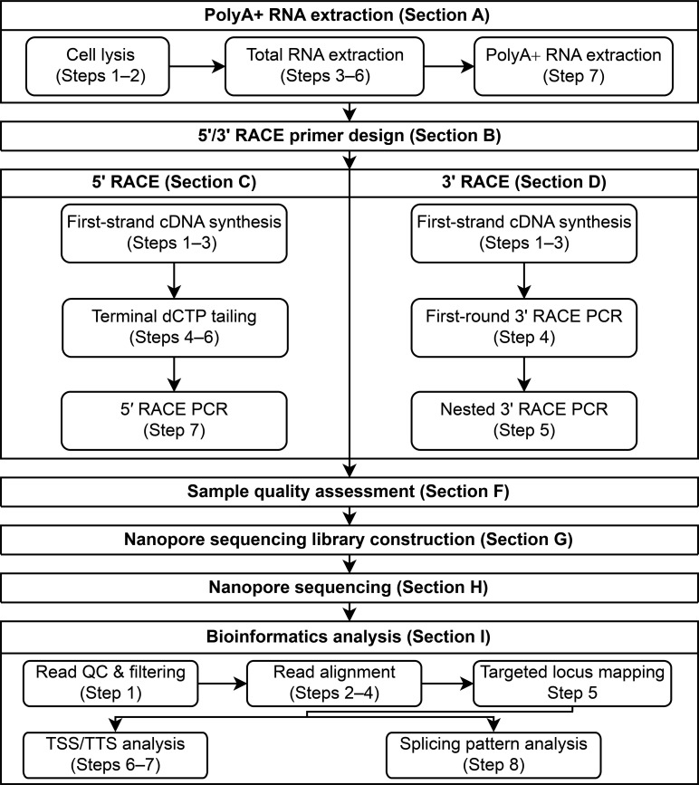 RACE-Nano-Seq: Profiling Transcriptome Diversity of a Genomic Locus.