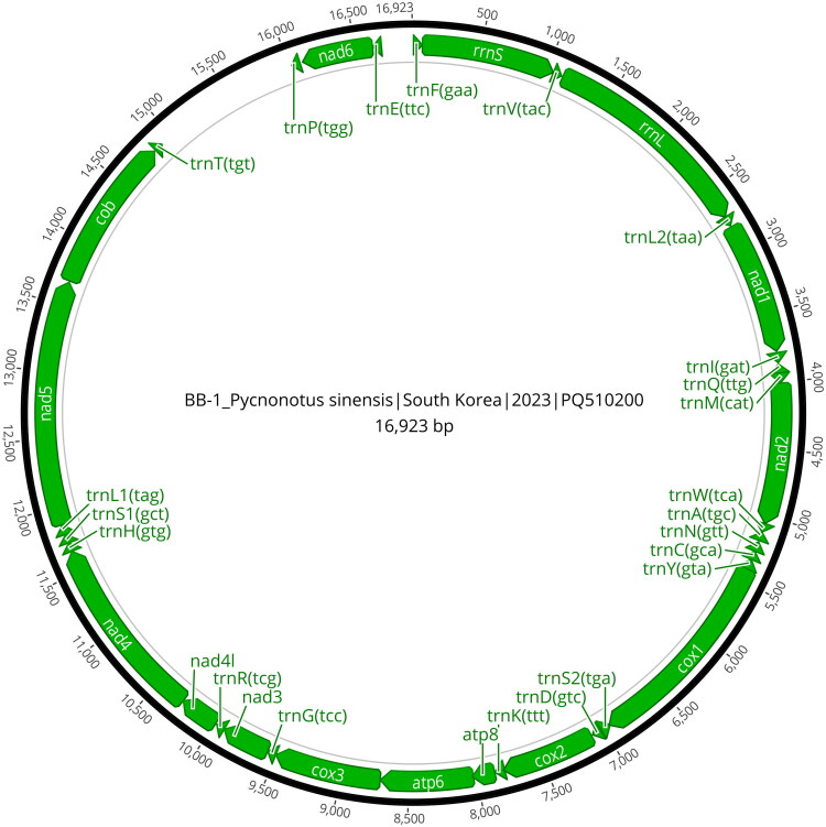 Complete mitochondrial genome sequencing and phylogenetic analysis of the Light-vented Bulbul (<i>Pycnonotus sinensis</i>) killed by window collision in South Korea in 2023.