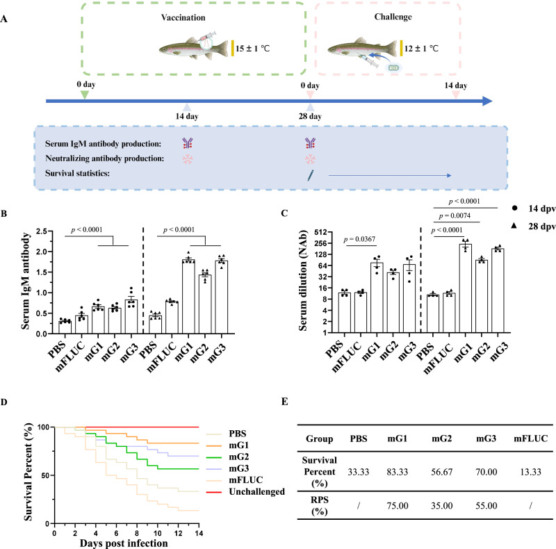 Development of an mRNA vaccine encoding IHNV glycoprotein protects rainbow trout (Oncorhynchus mykiss) from infection.