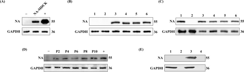 Construction of a replication-defective recombinant virus and cell-based vaccine for H9N2 avian influenza virus.