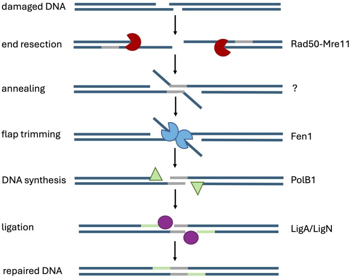 CRISPR-Cas induced self-targeting identifies key players in archaeal microhomology-mediated end joining.