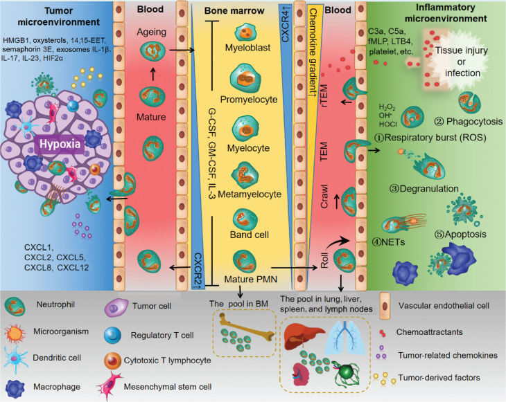 Neutrophils in cancer: from immune defense to tumor promotion.