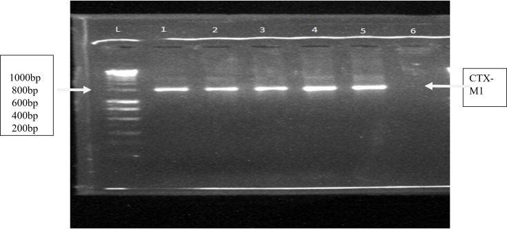 Evaluation of the efficacy of cephalosporin antibiotics sold in Kano, Nigeria, against clinical bacterial isolates.