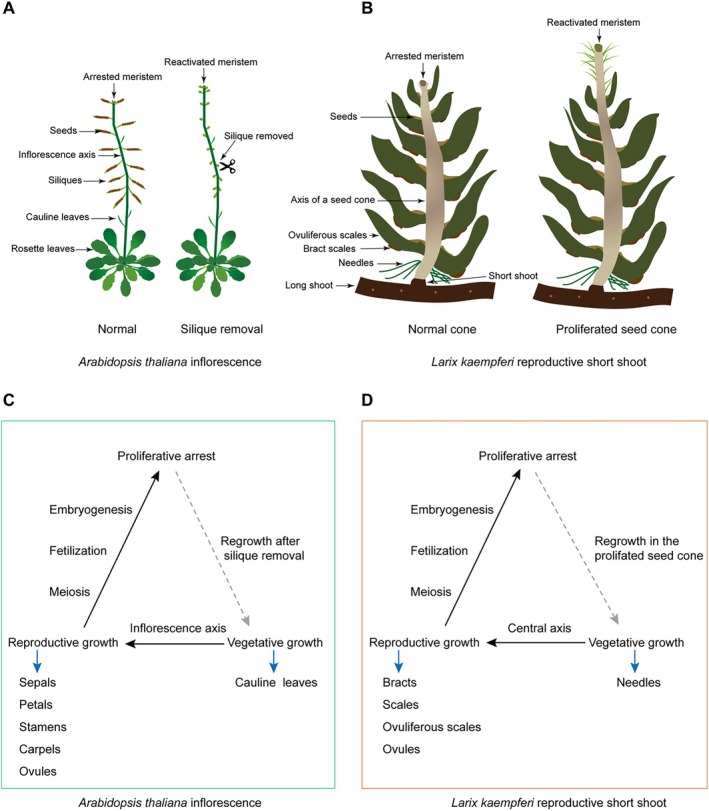 Revisiting the Proliferated Seed Cones in <i>Larix kaempferi</i> Reveals a Growth Arrest Plasticity.