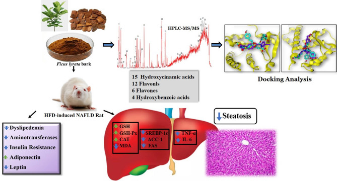 Chemical profile of Ficus lyrata bark extract and its therapeutic effect on non-alcoholic fatty liver disease via regulating oxidative stress, inflammation and hepatic lipogenesis.