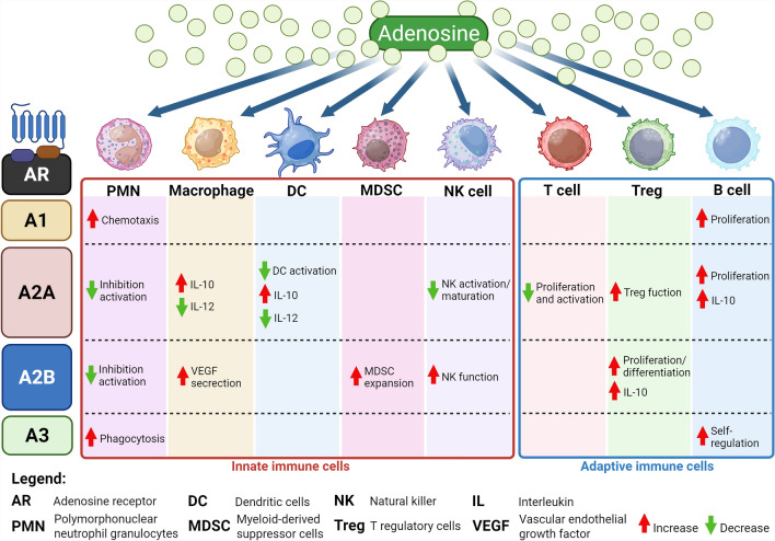 Clostridioides difficile meets the adenosine system: the art of manipulating host homeostasis.