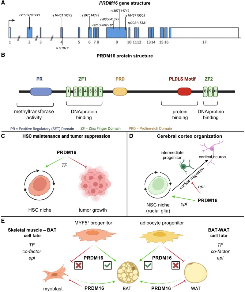 PRDM16, a new kid on the block in cardiovascular health and disease.