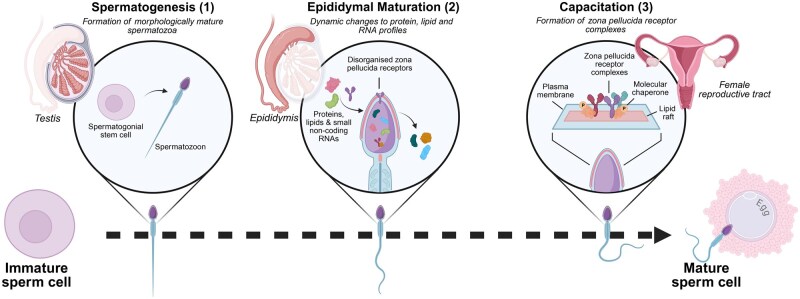 Improving sperm selection strategies for assisted reproduction through closing the knowledge gap in sperm maturation mechanics.