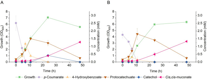 Cis,cis-muconic acid production from lignin related molecules byAcinetobacter baylyi ADP1.