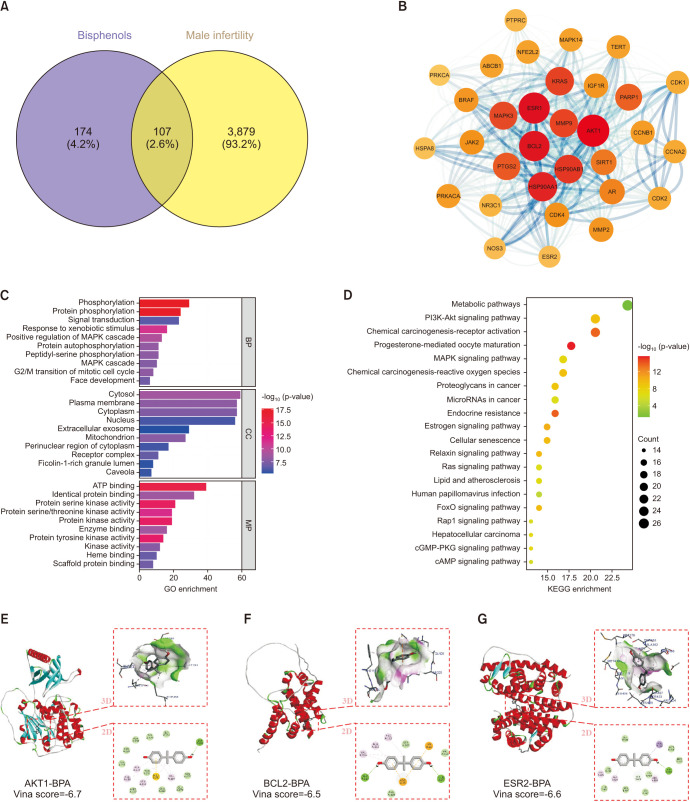 Analysis of Toxicity and Mechanisms of Bisphenol Analogs in Male Infertility: Insights from Network Toxicology and Molecular Docking Approaches.