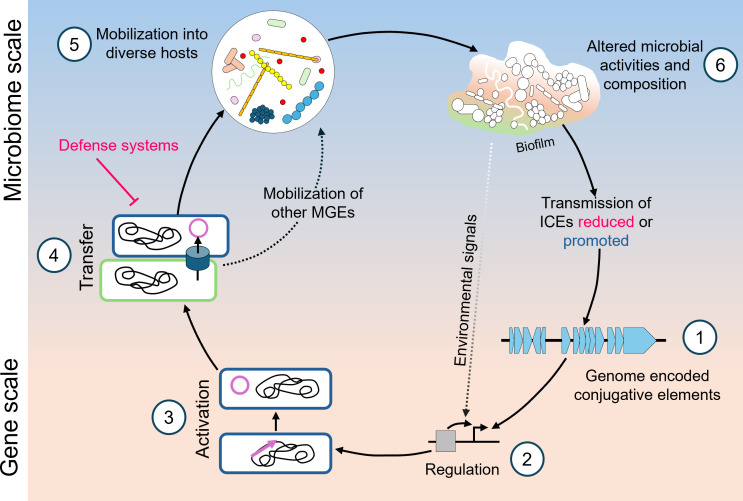 Bacterial evolution in the oral microbiome: the role of conjugative elements and horizontal gene transfer.