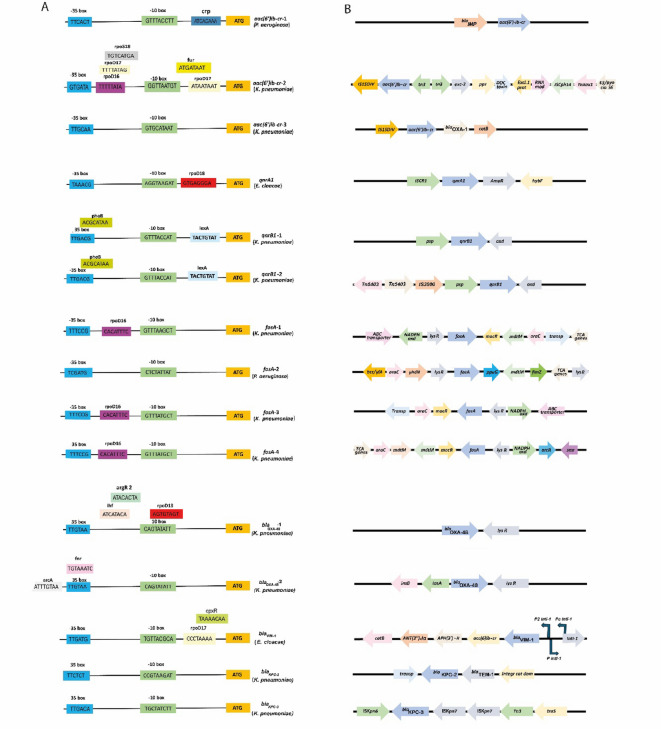 Implications of gene expression heterogeneity in the interplay between acquired resistance and bacterial metabolism.