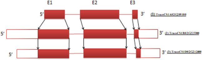 Comprehensive approaches to design efficient gRNA for SDN1-CRISPR/Cas9 genome editing in wheat.