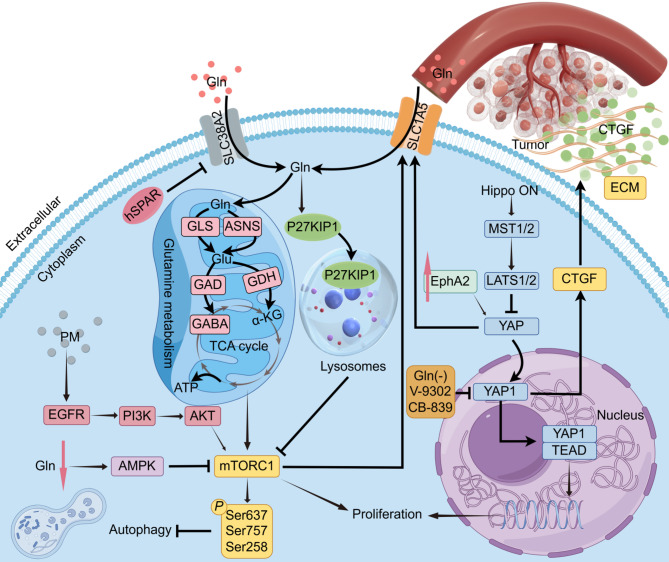 Targeting glutamine metabolism as a potential target for cancer treatment.
