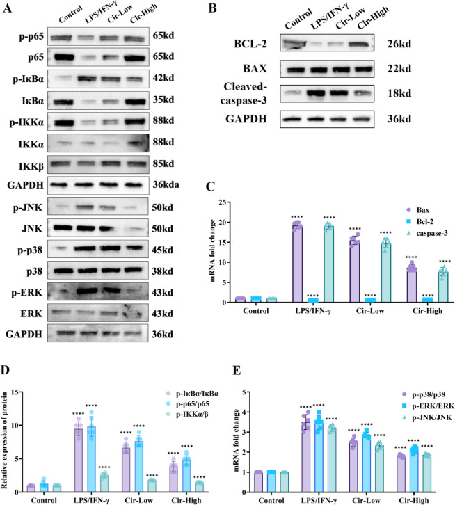 Cirsiliol alleviates experimental inflammatory bowel disease via restoration of intestinal barrier integrity and inhibition of NF-κB and MAPK pathways.