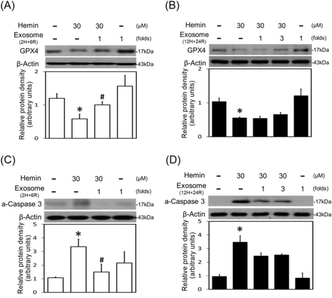 Corrigendum: A double-edged effect of hypoxia on astrocyte-derived exosome releases.