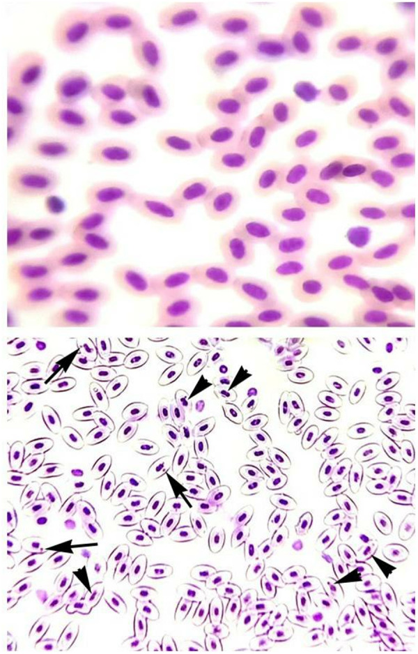 Environmental relevant concentrations of copper sulphate induce biochemical and molecular toxicity in Labeo rohita.