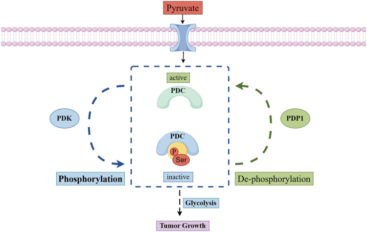 Mitochondrial pyruvate dehydrogenase phosphatase metabolism disorder in malignant tumors.