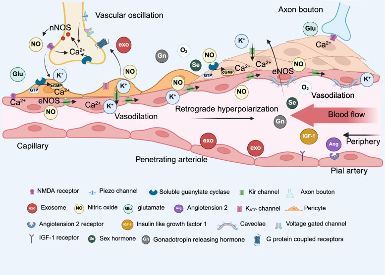 Cerebrovascular-mediated dynamic alterations in neurovascular coupling: a key pathological mechanism of depression.