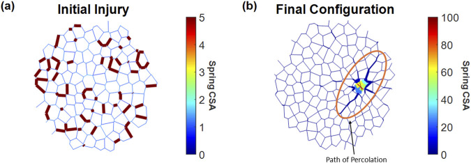 Bifurcation in the healing or fibrotic response in a network model of fibrosis: role of the initial injury structure.