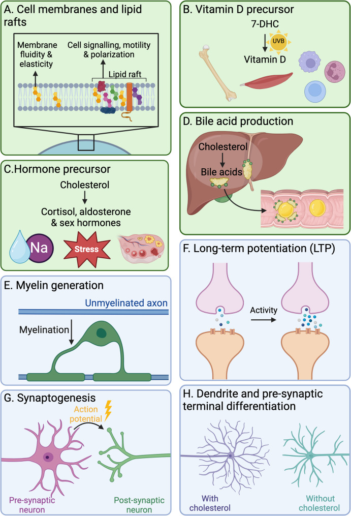 Cholesterol in the CNS: functions, recycling and remyelination.