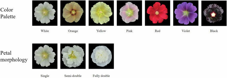 Chromosome-level genome assembly of the ornamental plant Alcea rosea.