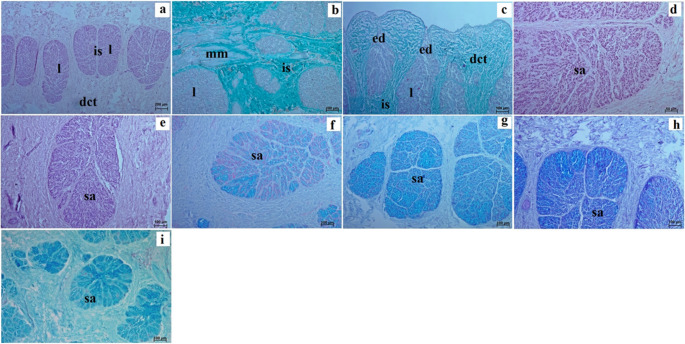 Histological and histochemical characterisation of the salivary glands of the palatine fold and the mandibular venom gland of the Komodo dragon (Varanus komodoensis).