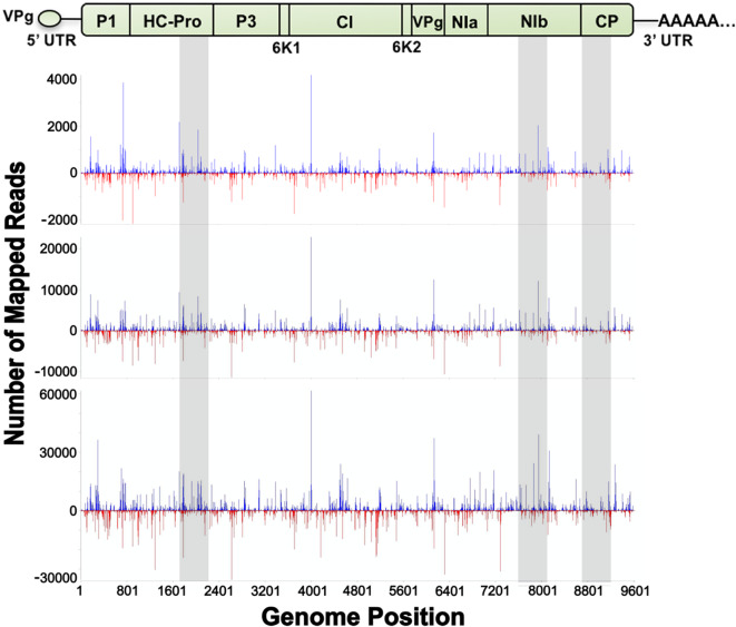 The genomic region matters when synthesizing dsRNA for plant virus suppression via RNAi.