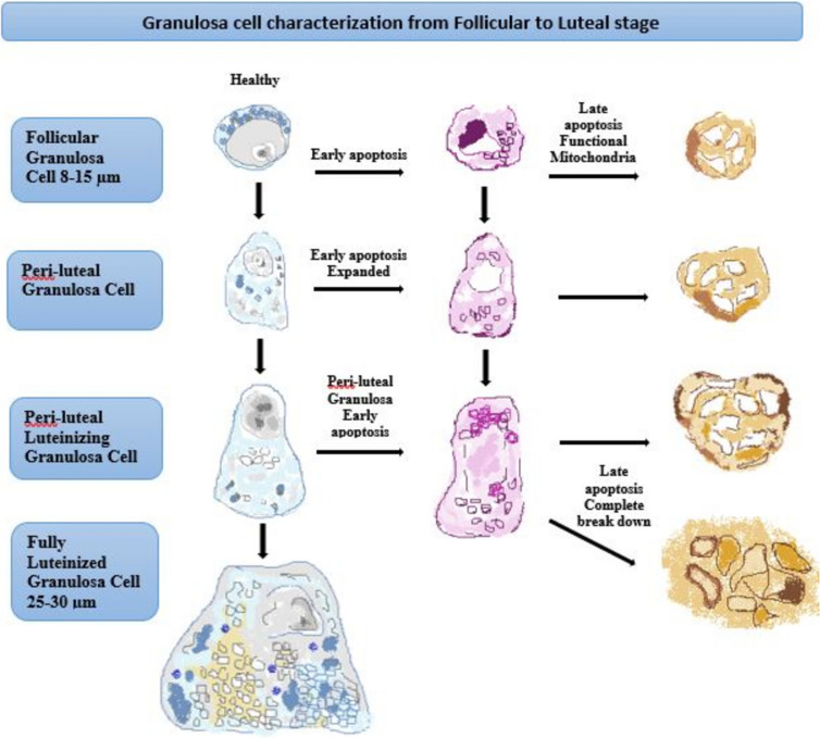 Premature ovarian insufficiency restoration after chemotherapy: current achievements and future prospects on its treatment or management.