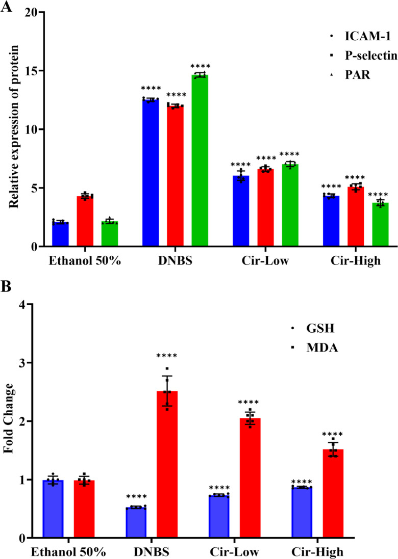 Cirsiliol alleviates experimental inflammatory bowel disease via restoration of intestinal barrier integrity and inhibition of NF-κB and MAPK pathways.