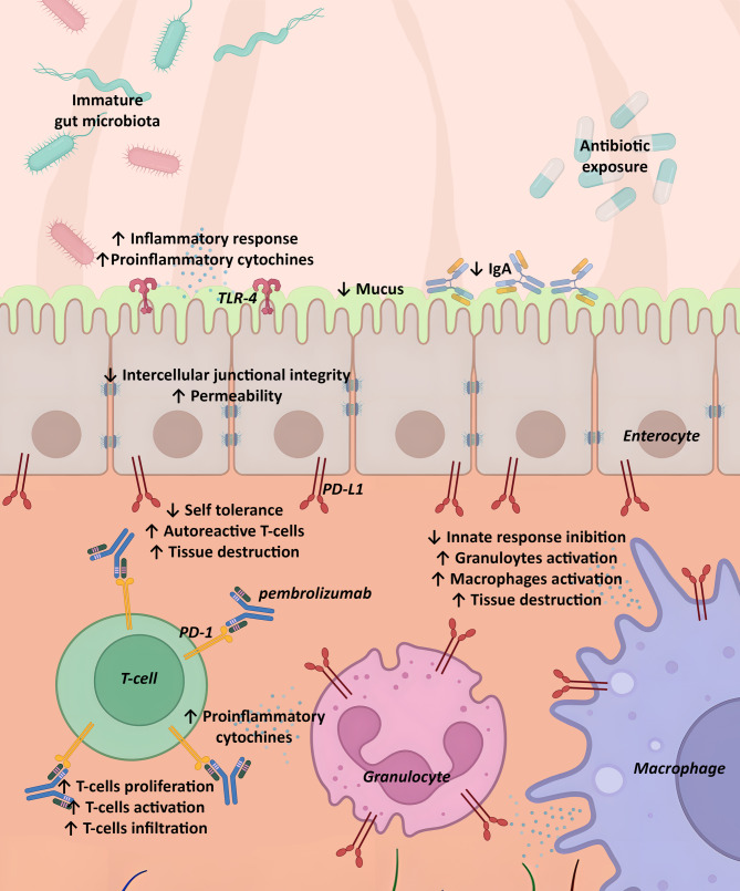 Prenatal pembrolizumab exposure as the potential link among recurrent necrotizing enterocolitis, neonatal diabetes mellitus and exocrine pancreatic insufficiency: a case report.