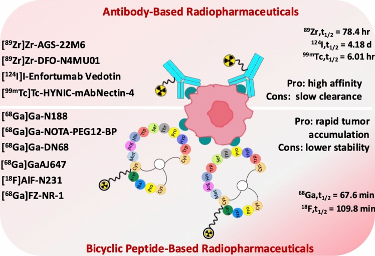 Nectin-4-Targeting Radiotracers: Novel Theranostic Agents for Precision Oncology in Cancer.