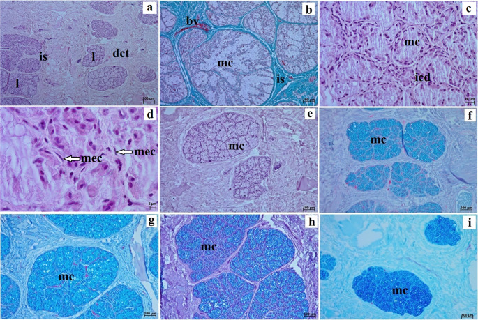 Histological and histochemical characterisation of the salivary glands of the palatine fold and the mandibular venom gland of the Komodo dragon (Varanus komodoensis).