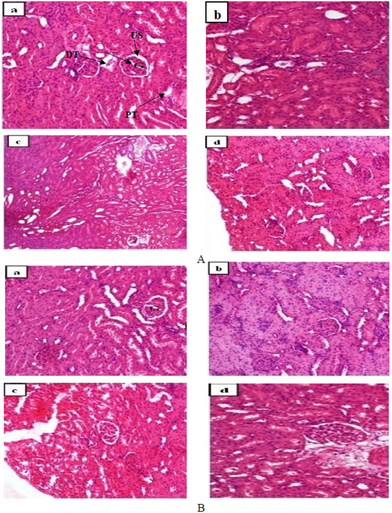 Acute and subacute toxicity of the aqueous extract of Cissus Polyantha Glig and Bradt (Vitaceae) on biochemical and hematological parameters in Wistar rats.